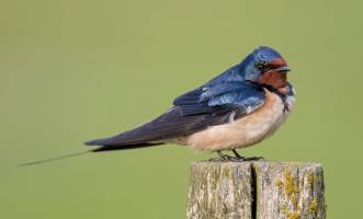 Les migrateurs r�apparaissent comme l'Europe verdit