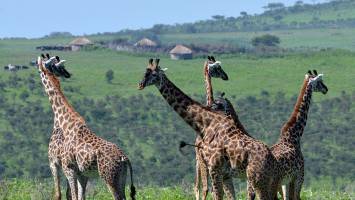 Menschen beeintr�chtigen das Sozialleben von Giraffen