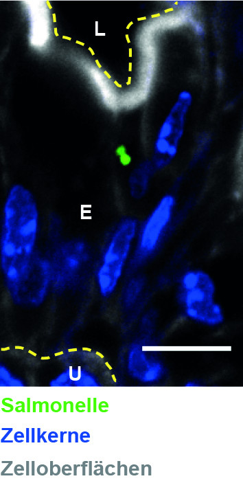 Genetisch modifizierte Salmonelle (gr�n), welche in eine Zelle der Dickdarmschle
