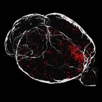 Quand la toxoplasmose �te tout sentiment de peur