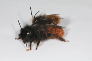 Risikoabschätzungen von Chemikalien für die Umwelt sind ungenügend