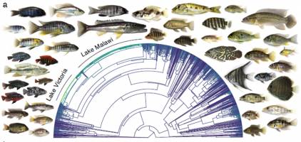 Super schnelle Artbildung dank Tauschnetzen
