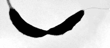 The sweet spot of flagellar assembly