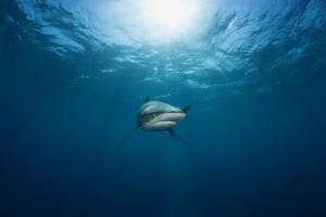 Über die Verteilung der Artenvielfalt auf unserem Planeten