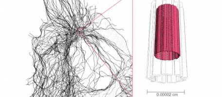 Un �chafaudage au centre de notre squelette cellulaire