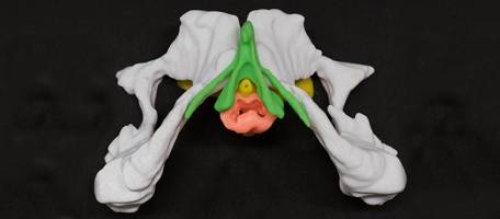 Un nouveau kit 3d pour favoriser l'�ducation sexuelle