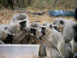 � table, les singes copient la technique la plus efficace