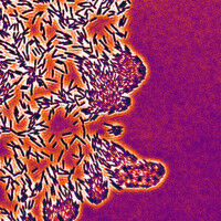 Bacteria navigate on surfaces using a 'sense of touch'