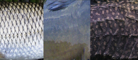 Comment la peau des poissons évolue-t-elle?