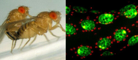How the fly selects its reproductive male