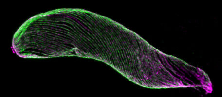 Le squelette de l'agent du paludisme révèle ses secrets