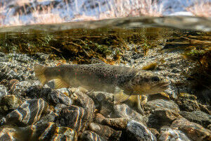 Mehr Forellenwanderungen führen nicht zur Ausbreitung von Fisch-Krankheit