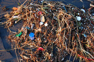 Plastic waste in the sea mainly drifts near the coast