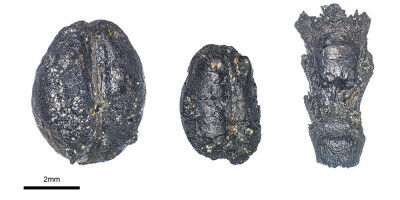 7000 Jahre altes Getreide verr�t Ursprung der Schweizer Pfahlbauten