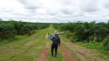 Deforestation-free and carbon-negative alternatives for palm oil