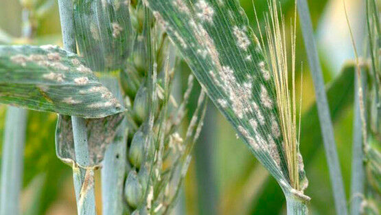 Ernten sind durch Sch�dlingsbefall bedroht, was wirtschaftliche Verluste und Hun