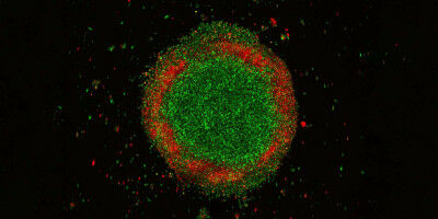 Moins d'exp�rimentations animales gr�ce � des mod�les synth�tiques