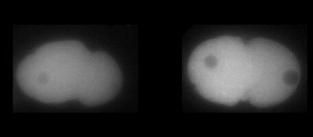 Physique et biologie explorent ensemble les m�canismes du vivant