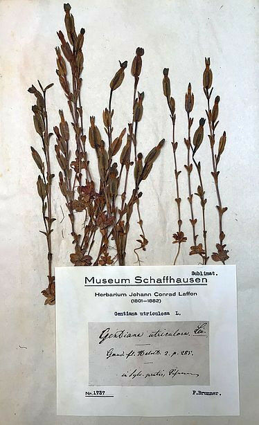 Fiche de la gentiane � calice renfl� (Gentiana utriculosa) dans l&rsquo;herbier 