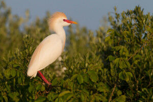 Des oiseaux alpins � plus de 5000 m�tres d'altitude