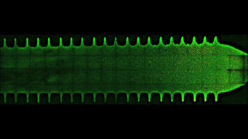 Flowing fluids shape the social life of gut microbes