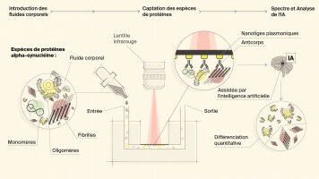 Un biosenseur détecte les protéines des maladies neurodégénératives