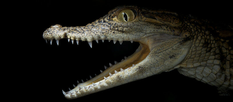 The diversity of jaw and snout scales in different crocodilian species is the re