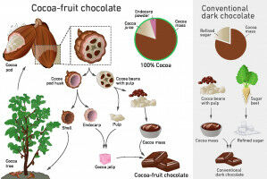 Chocolate that harnesses the full potential of the cocoa fruit