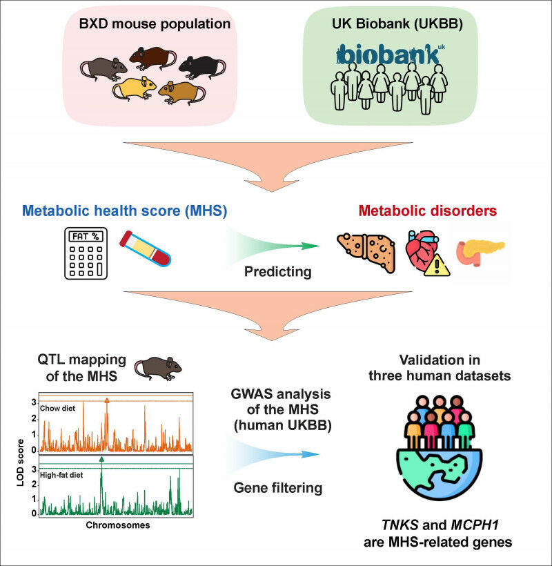 Schema zur Zusammenfassung der Forschungsmethodik. Credit: Li et al 2024. DOI: 1