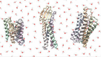 Des analogues de prot�ines membranaires pour la recherche biom�dicale