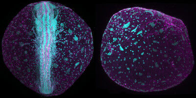 Fisch auf dem Trockenen: Wie Killifisch-Embryonen ihre Entwicklung angepasst haben