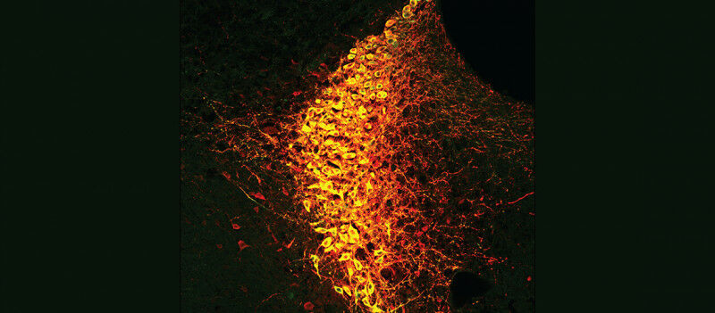 I neuroni noradrenergici del locus coeruleus (LC) svolgono un ruolo chiave nella