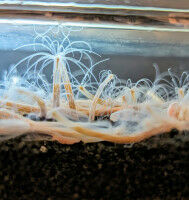 Sans cerveau, mais pas b�te, la b�te!