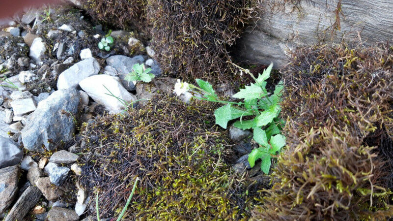 The alpine rock-cress produces white flowers and grows in rocky, sandy mountain