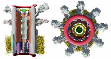 The genesis of our cellular skeleton, image by image