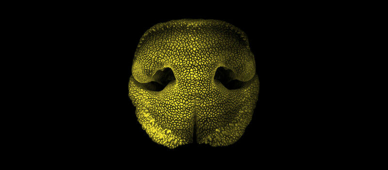Immagine volumetrica del tartufo di un embrione di cane, ottenuta con microscopi