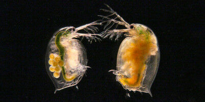 Wettlauf über Jahrmillionen erhält genetische Vielfalt