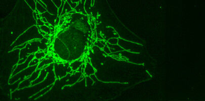 A 'Mirror' Amino Acid Against Certain Tumors