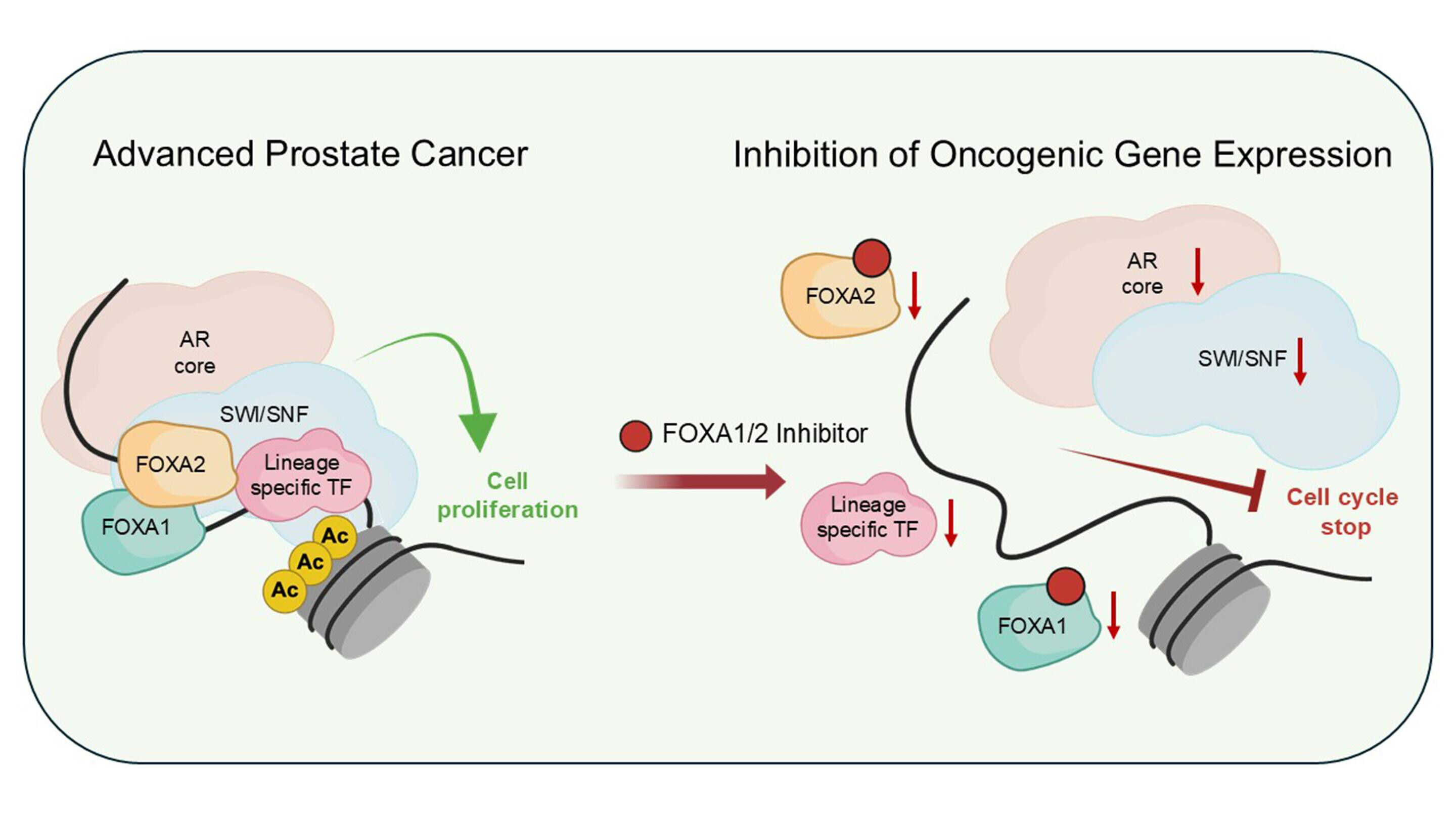 Artificial Intelligence designs miniproteins to control brain inflammation