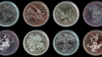 Cities obey the same laws of living systems