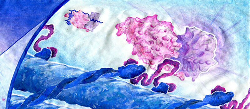 Wie Chromosomen fehlerfrei getrennt werden