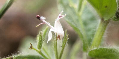 Agronomia & scienza dell'alimentazione