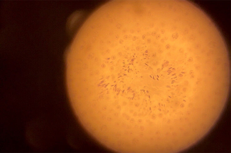 Life Sciences - Chemistry