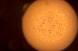 Decifrare le istruzioni nascoste della vita