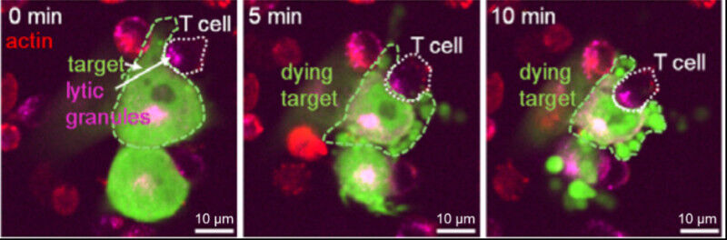 Imagerie en temps réel (images prises à 0, 5 et 10 minutes) montrant une cellule