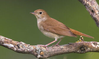 Des �lots verts dans le Sahel