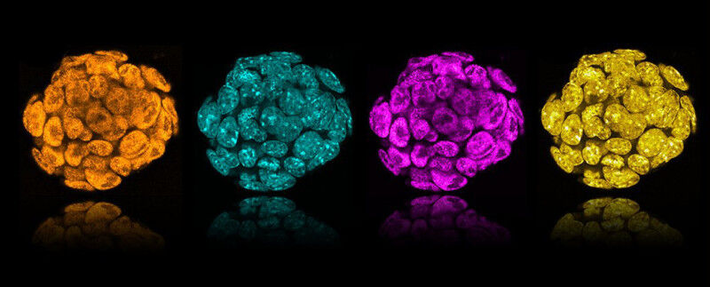 Les couleurs bleue et jaune marquent l’ADN à l’intérieur des noyaux