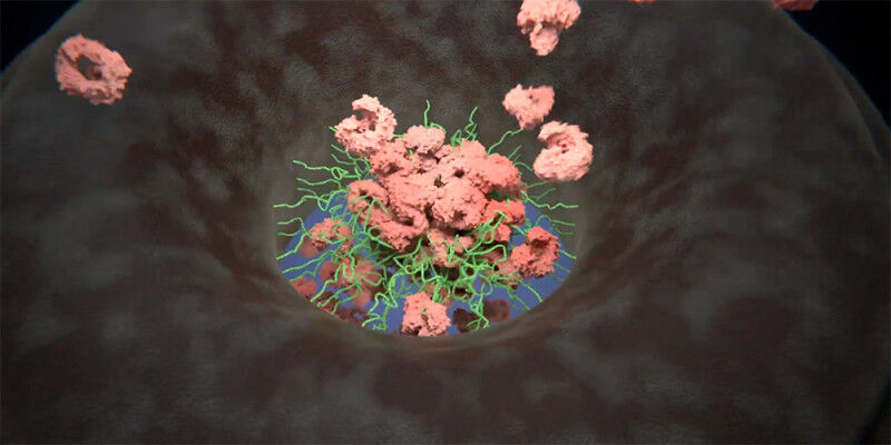 Zellkern-Poren in Aktion: Forschende haben bisher nie gesehene Bewegungen direkt