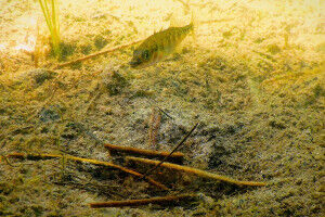 Ein Funke Evolution: Wenn Unterschiede im Zusammenleben neue Arten schaffen