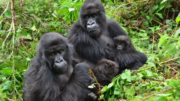 Feministisches Netzwerk hilft Gorillaweibchen in neue Gruppen zu wechseln
